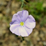 Linum austriacum