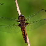 Libellula fulva