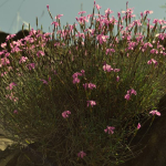 Dianthus orientalis