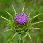 Silybum marianum