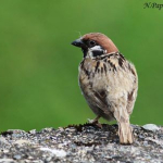 Passer montanus