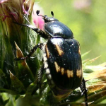 Anisoplia agricola