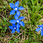 Gentiana nivalis