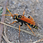 Batozonellus lacerticida