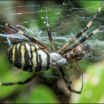 Argiope bruennichi