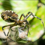 Argiope bruennichi