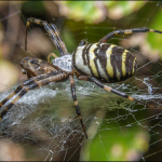 Argiope bruennichi