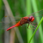 Crocothemis erythraea