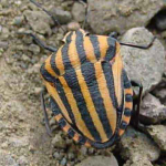 Graphosoma lineatum