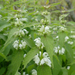 Lamium album