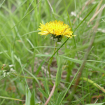 Taraxacum officinale