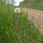 Taraxacum officinale