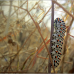 Papilio machaon