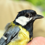 Parus major