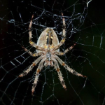 Araneus diadematus