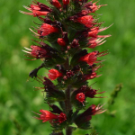 Echium rubrum