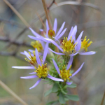 Galatella dracunculoides