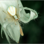 Misumena vatia