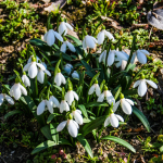 Galanthus alpinus