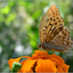 Argynnis paphia