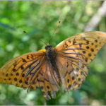 Argynnis paphia