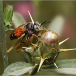 Tachysphex panzeri