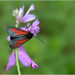  Zygaena osterodensis