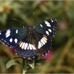 Limenitis reducta