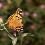 Vanessa cardui