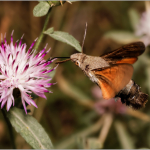 Macroglossum stellatarum