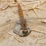 Orthetrum brunneum