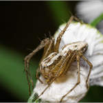 Oxyopes lineatus