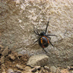 Steatoda paykulliana