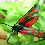 Zygaena filipendulae