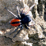 Philaeus chrysops