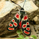 Zygaena carniolica