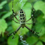 Argiope bruennichi