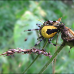 Araneus marmoreus