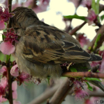 Passer domesticus