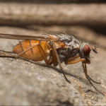 Mycophaga testacea