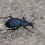 Carabus scabrosus caucasicus