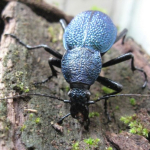 Carabus scabrosus caucasicus