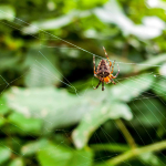 Araneus diadematus