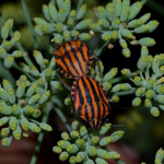 Graphosoma lineatum