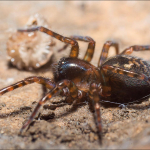 Amaurobius similis