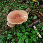 Stropharia rugosoannulata