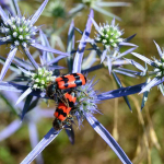 Trichodes apiarius