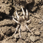 Lycosa singoriensis, Female