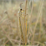 Myrmecaelurus trigrammus