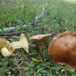 Suillus collinitus